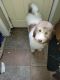 Labradoodle Puppies for sale in Oshkosh, WI, USA. price: $2,000