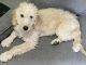 Labradoodle Puppies for sale in Dix Hills, NY, USA. price: $1,000