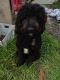 Labradoodle Puppies for sale in Bakersfield, CA, USA. price: $800