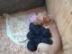 Labradoodle Puppies for sale in Thompson Falls, MT 59873, USA. price: NA