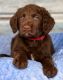 Labradoodle Puppies for sale in Burns, TN, USA. price: $800