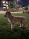 Labradoodle Puppies for sale in Irvine, CA, USA. price: $1,500