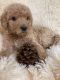 Labradoodle Puppies for sale in Kalispell, MT 59901, USA. price: $1,000