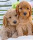 Labradoodle Puppies for sale in Saylorsburg, PA 18353, USA. price: $2,000