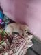 Labradoodle Puppies for sale in Shadnagar, Farooqnagar, Telangana 509216. price: 15000 INR