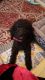 Labradoodle Puppies for sale in Decatur, GA 30030, USA. price: NA
