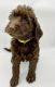 Labradoodle Puppies for sale in Rexburg, ID 83440, USA. price: $1,400