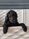 Labradoodle Puppies for sale in Tarboro, NC 27886, USA. price: $1,200