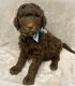 Labradoodle Puppies for sale in Abbeville, SC 29620, USA. price: NA