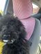 Labradoodle Puppies for sale in Acworth, GA, USA. price: $1,500