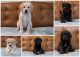 Labradoodle Puppies for sale in Cary, NC 27519, USA. price: $1,500
