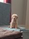 Labradoodle Puppies for sale in Albemarle, NC, USA. price: $1,200