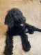Labradoodle Puppies for sale in East Freetown, MA 02717, USA. price: $1,000