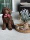 Labradoodle Puppies for sale in Conroe, TX, USA. price: NA
