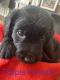 Labradoodle Puppies for sale in Cocoa, FL, USA. price: NA