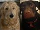 Labradoodle Puppies for sale in Cocoa, FL, USA. price: NA