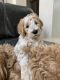 Labradoodle Puppies for sale in St. George, UT, USA. price: $1,500