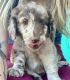 Labradoodle Puppies for sale in Fort Mill, SC, USA. price: $4,000