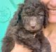 Labradoodle Puppies for sale in Fort Mill, SC, USA. price: $3,200