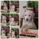 Labradoodle Puppies for sale in Oklahoma City, OK, USA. price: $1,200