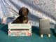 Labradoodle Puppies for sale in Owenton, KY 40359, USA. price: $1,500