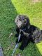 Labradoodle Puppies for sale in Huffman, TX 77336, USA. price: NA