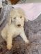 Labradoodle Puppies for sale in Perryville, MO 63775, USA. price: NA