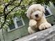 Labradoodle Puppies for sale in Meriden, CT, USA. price: NA