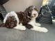 Labradoodle Puppies for sale in Riverview, FL, USA. price: $200,000