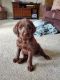 Labradoodle Puppies for sale in Colesburg, IA 52035, USA. price: $650