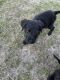 Labradoodle Puppies for sale in Lexington, SC, USA. price: $450