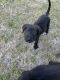 Labradoodle Puppies for sale in Lexington, SC, USA. price: $200