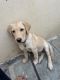 Labradoodle Puppies for sale in Hyderguda, Ambience Fort, Attapur, Telangana 500048, India. price: 15000 INR