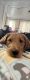 Labradoodle Puppies for sale in Chaska, MN 55318, USA. price: $1,000