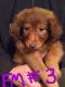 Labradoodle Puppies for sale in Hattiesburg, MS, USA. price: $1,500