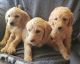 Labradoodle Puppies for sale in Freeman, SD 57029, USA. price: $600