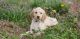 Labradoodle Puppies for sale in Elizabeth City, NC 27909, USA. price: $1,600