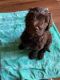 Labradoodle Puppies for sale in Lanham, MD 20706, USA. price: $960