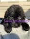 Labradoodle Puppies for sale in Stanfield, NC 28163, USA. price: NA