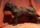 Labradoodle Puppies for sale in Layton, UT, USA. price: $400