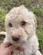 Labradoodle Puppies for sale in Sacramento, CA, USA. price: $1,000