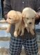 Labradoodle Puppies for sale in Anantapur, Andhra Pradesh, India. price: 14000 INR