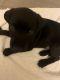Labradoodle Puppies for sale in Roswell, GA, USA. price: NA