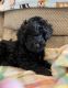 Labradoodle Puppies for sale in Mt Jackson, VA 22842, USA. price: $3,000
