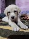 Labradoodle Puppies for sale in Fatwah, Bihar, India. price: 6500 INR