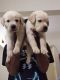Labradoodle Puppies for sale in Kengeri, Bengaluru, Karnataka 560060, India. price: 12000 INR
