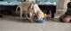Labradoodle Puppies for sale in Badlapur, Maharashtra, India. price: 13000 INR