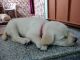 Labradoodle Puppies for sale in Coimbatore, Tamil Nadu, India. price: 25000 INR