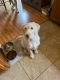 Labradoodle Puppies for sale in Johnson City, TN, USA. price: $300