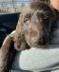 Labradoodle Puppies for sale in Salt Lake City, UT, USA. price: $1,500